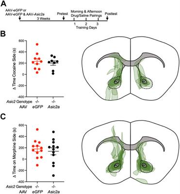 Investigating role of ASIC2 in synaptic and behavioral responses to drugs of abuse